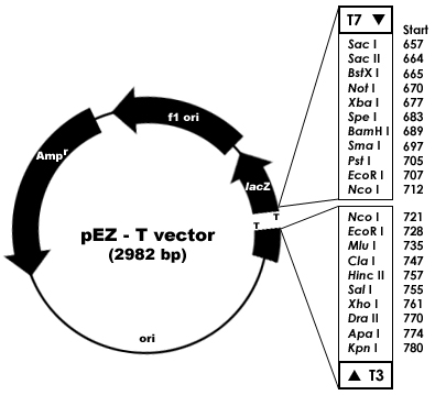 T Vector